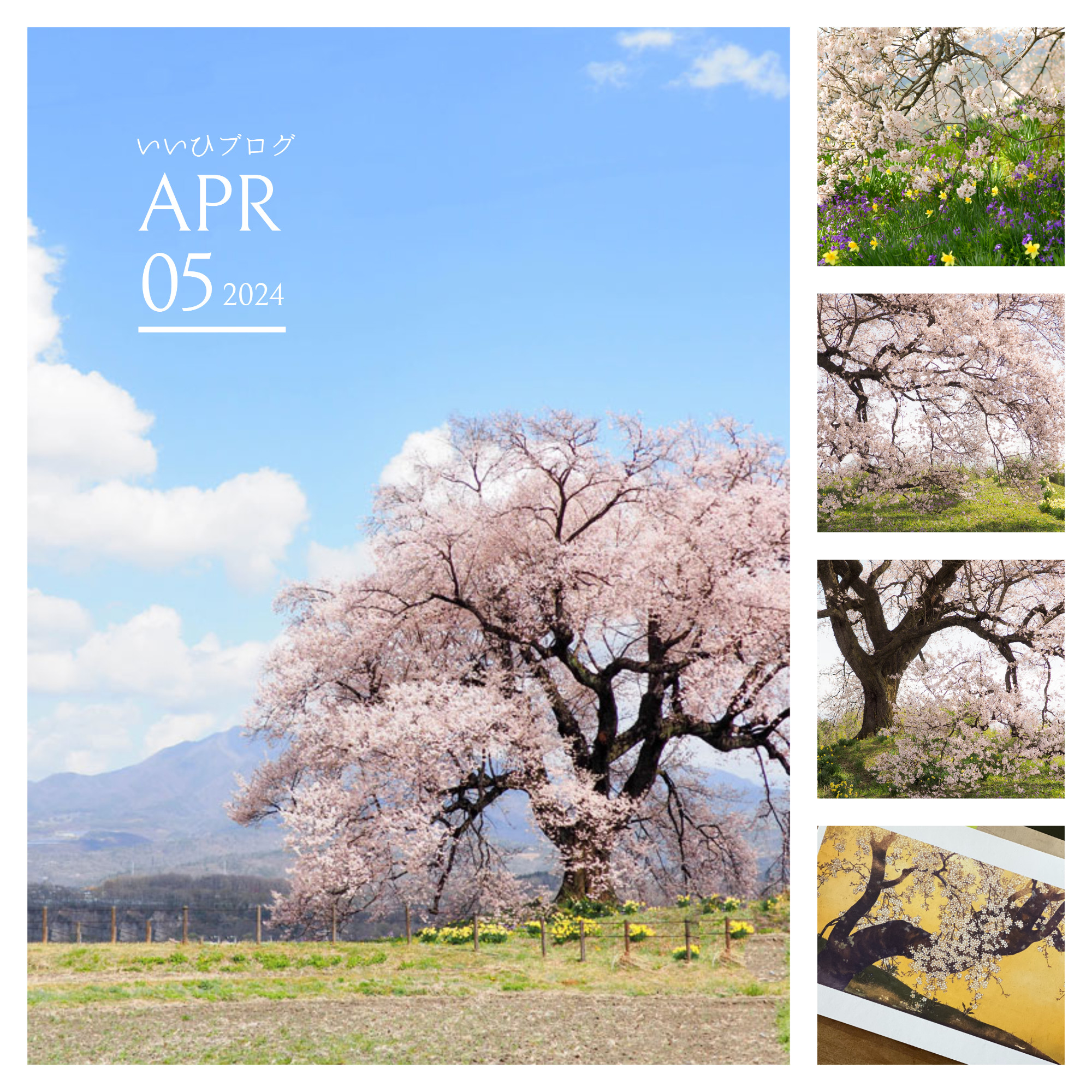 桜を愛でるDNA＿わに塚の桜と望月玉泉筆・桜花図を前に心震えた時を